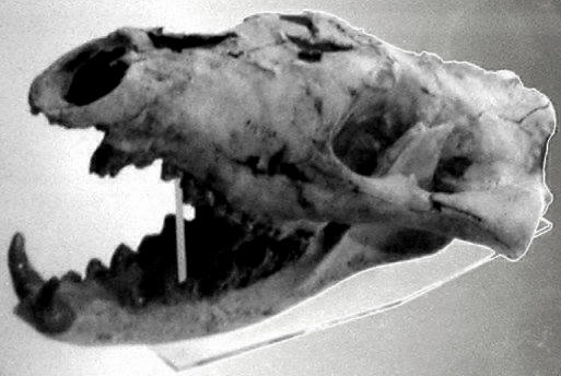 Museum Skull Thylacine