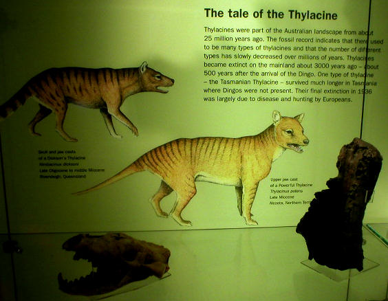 Thlyacine Museum