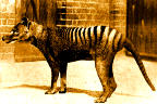 Tasmanian Thylacine