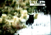 Lithgow Footage of Cat