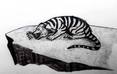 Queensland Striped Tiger